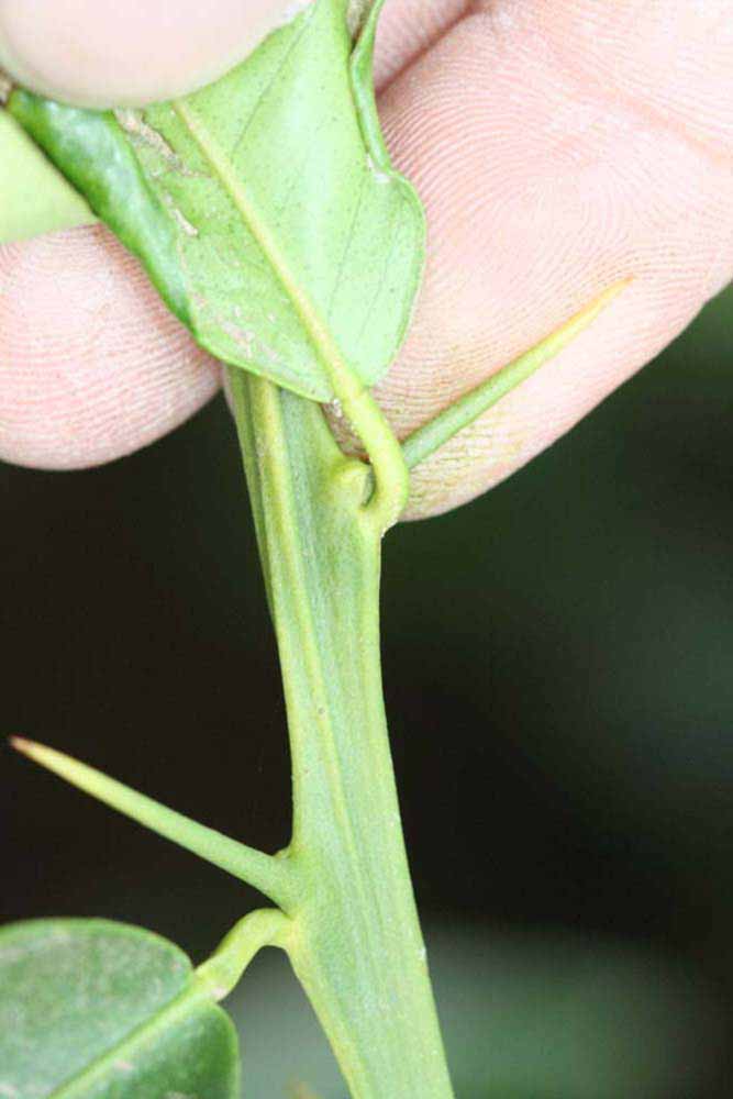            First year twig (Riverside, CA)   